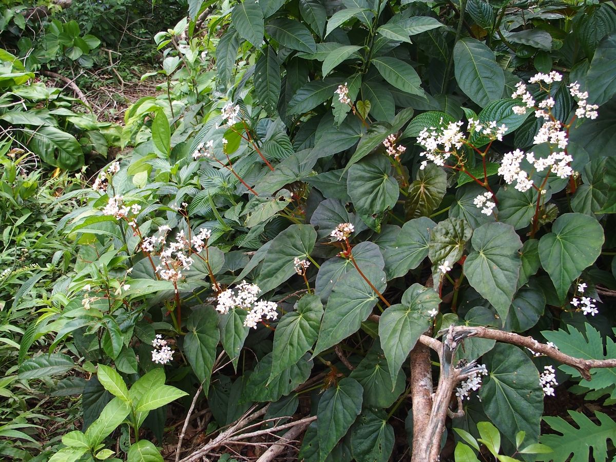 begonia esoerdo